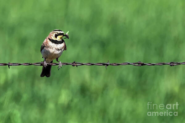 MarySharptonArt's tweet photo. "In a world full of eagles, I choose to be your sparrow, small yet devoted." ~Unknown

A Bickleton White Throated Sparrow on Barbed Wire with Insect #travelingwa #BickletonWA  #WashingtonState #BlueBirdCapital #springtime #April #Sparrow #colorfulportrait #scenicviews #photography #breathtaking #moment #challengetaken #ILOVU2Selah #JustKeepLovAlive #happinessisfree #DMSDesigns #creativemagic #revealing #trustinhardwork #effort #interconnect #complexity #StoryStyle #storytelling #honestytruth #daytime #playtime #worktime #lifetime #poetry #art #moringvibes #coffeetime #LoveFaithSoul #dmsfineart #DMSharptonArt #myart #decor #Prints #Apparel #DianaMarySharpton #phonecovers #fineart4sale #DISCOUNTS #puzzles #towels #showercurtains #bathroom  

Artist Deck: https://t.co/OxBhlP5ni2
￼