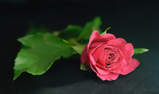 photos_dsmith's tweet image. Single Pink #Rose, #photographed with a dark background in the @photos_dsmith #studio #flower #flowerphotography #flowers #floral #winner of a readers' choice #award #PictureOfTheDay #studiophotography #macrophotography #plantphotography for more see darrensmith.org.uk