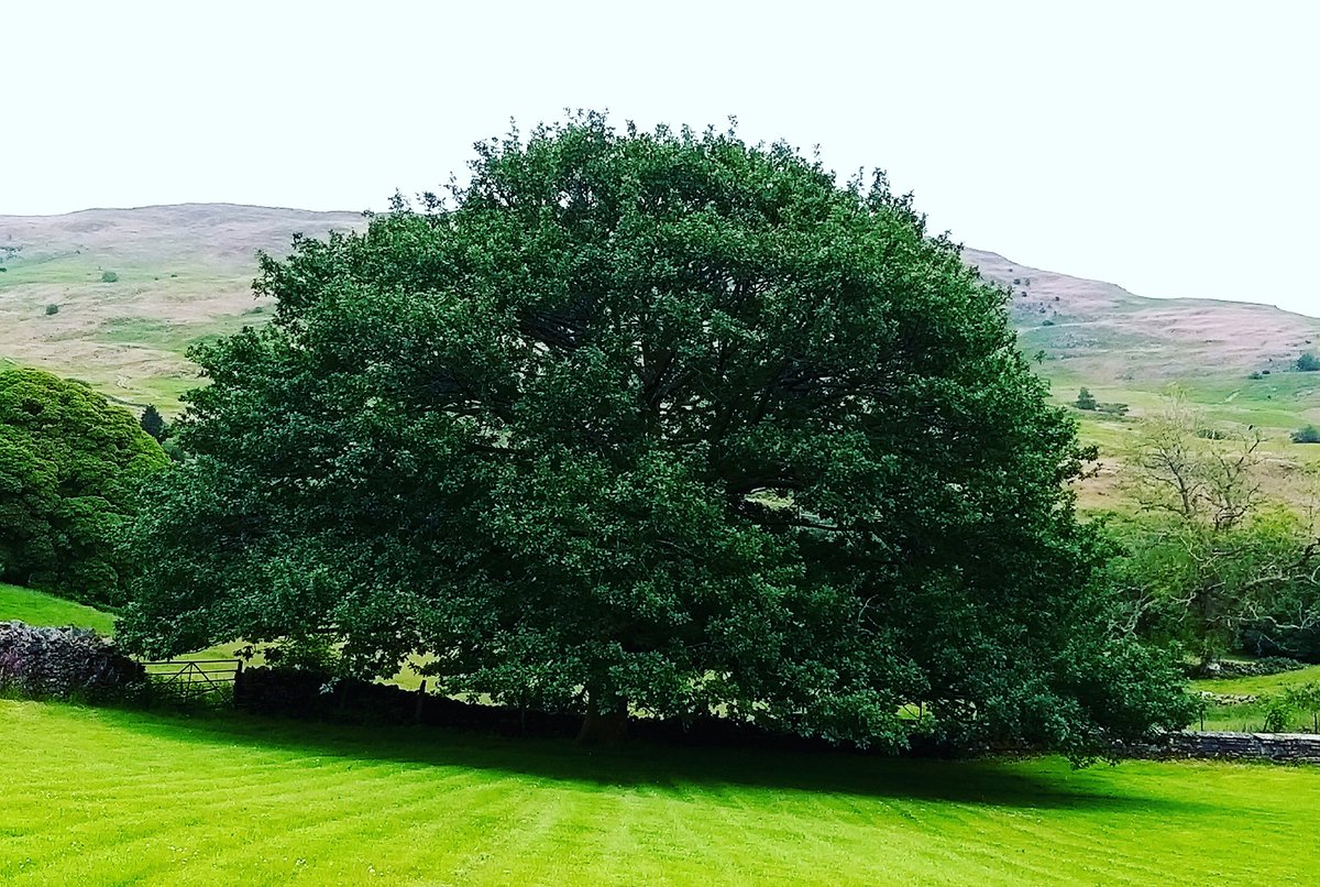 BardCumberland's tweet image. A single 400-year-old ancient oak produces 234,000 litres of oxygen a year while soaking up carbon dioxide, and can support more than 2,000 species of bird, insect, fungus, and lichen.

📍my favourite oak #lakedistrict