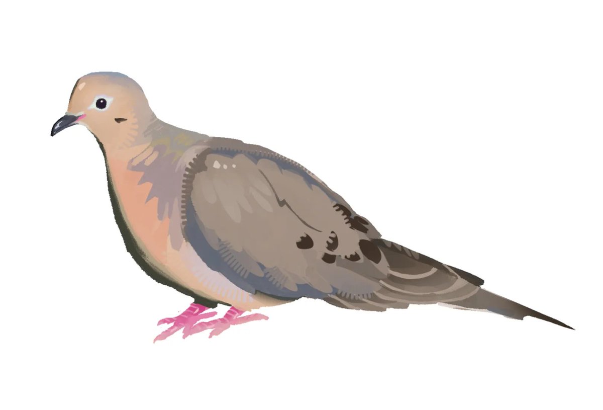 aracuya_'s tweet image. mourning dove study #bird