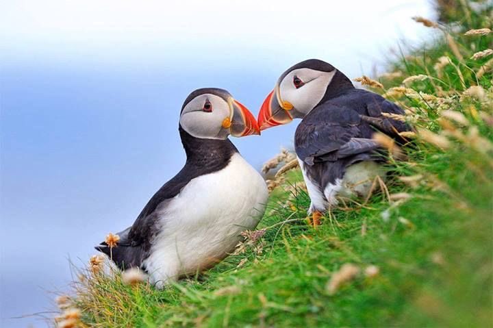Puffin tweet media