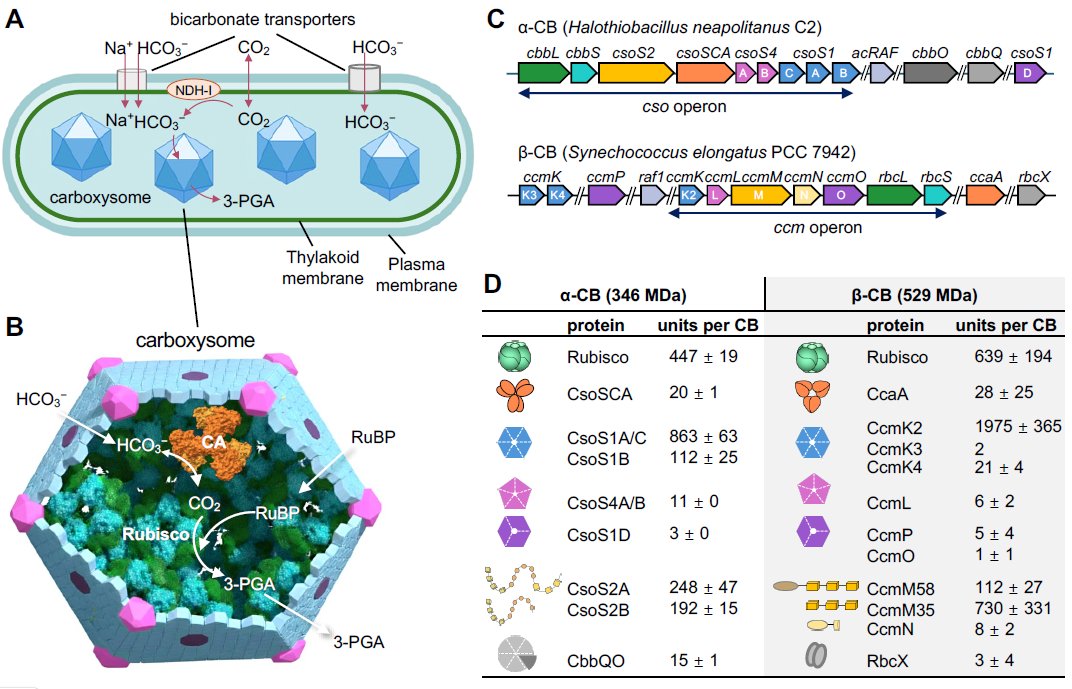 MPlantPCom's tweet image. From fundamental understanding to engineering carboxysomes for biotechnological applications #review #PlantCommunications cell.com/plant-communic…