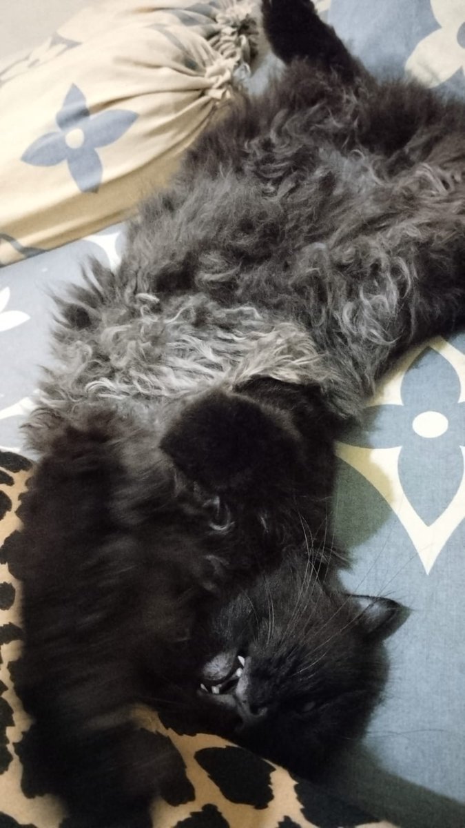 riz 🐈‍⬛ tweet media