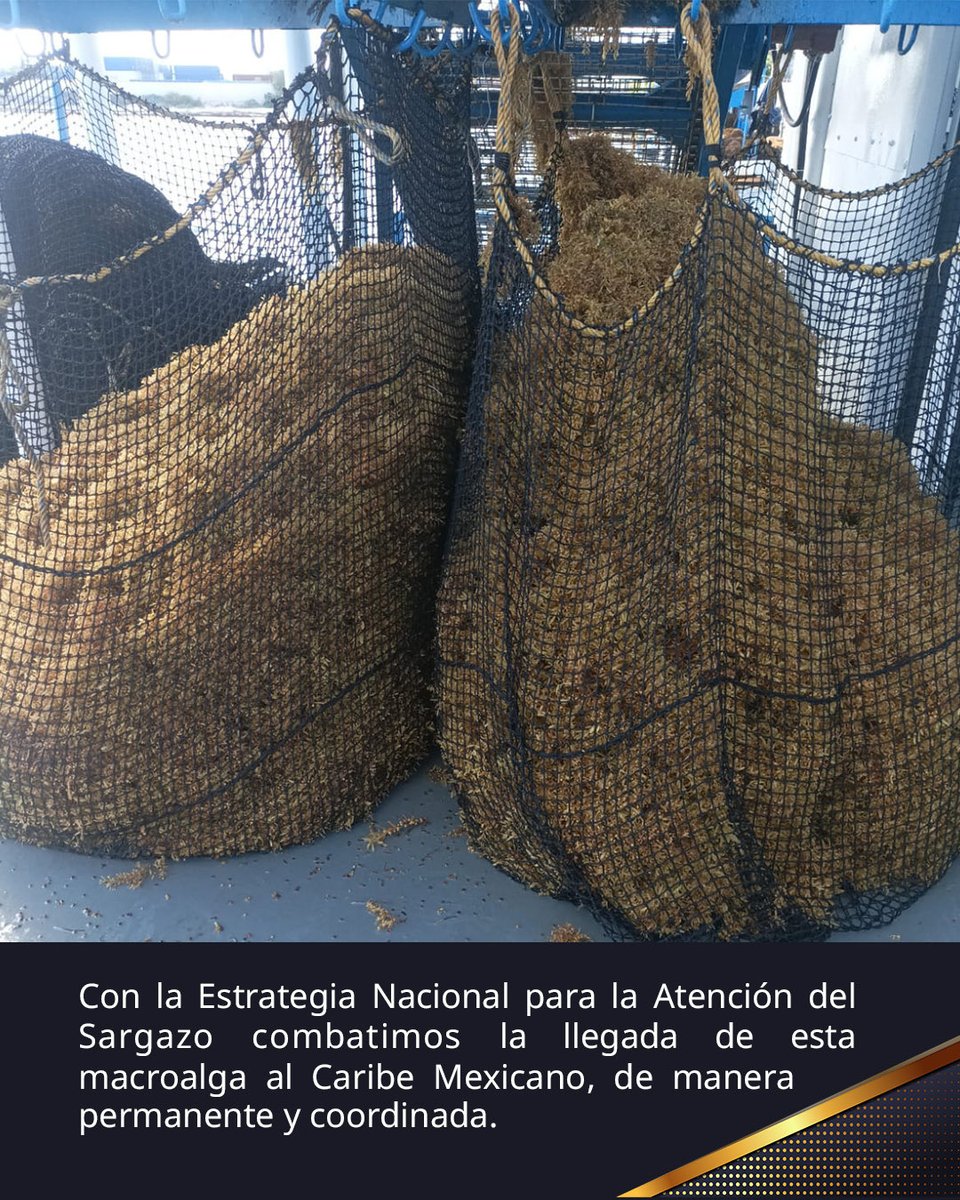 SEMAR México tweet media