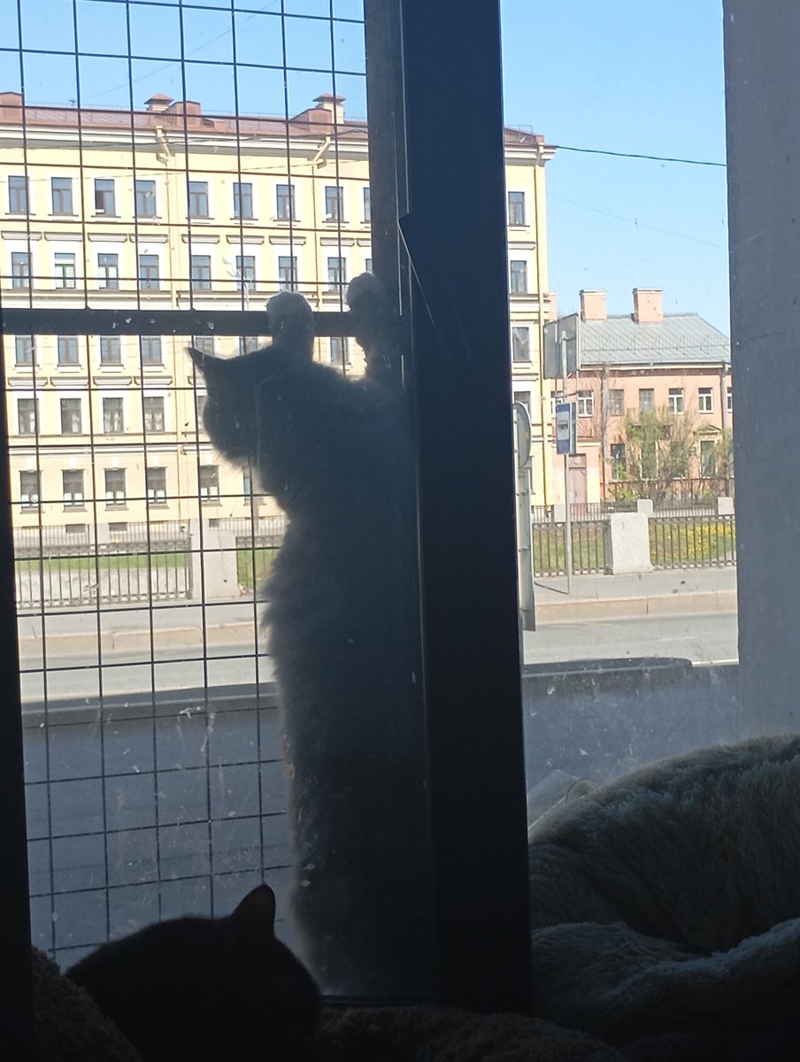Stupid_ezh's tweet photo. Сегодня в Питере лето, поэтому обновили антикошку 😻🤌 https://t.co/5bWFyQPMiu
