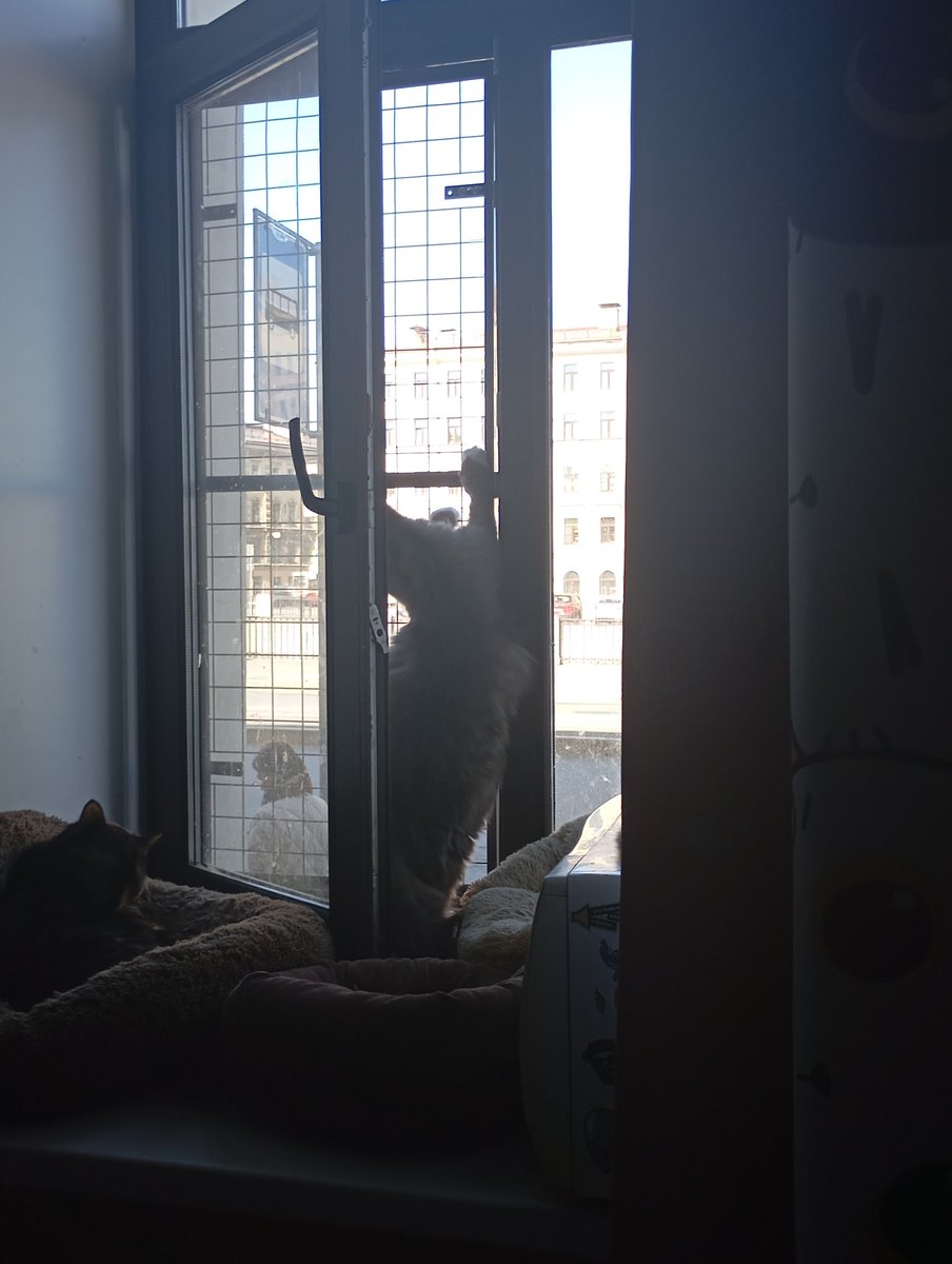 Stupid_ezh's tweet photo. Сегодня в Питере лето, поэтому обновили антикошку 😻🤌 https://t.co/5bWFyQPMiu