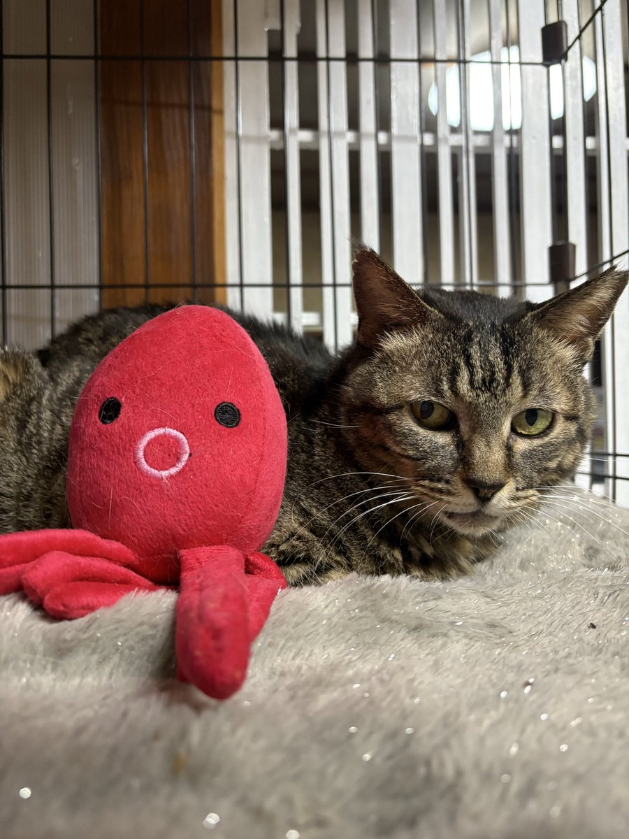 ミヤネコ(宇都宮大学保護猫サークル) tweet media
