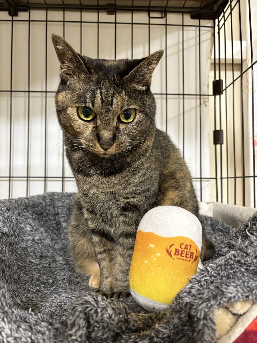 ミヤネコ(宇都宮大学保護猫サークル) tweet media
