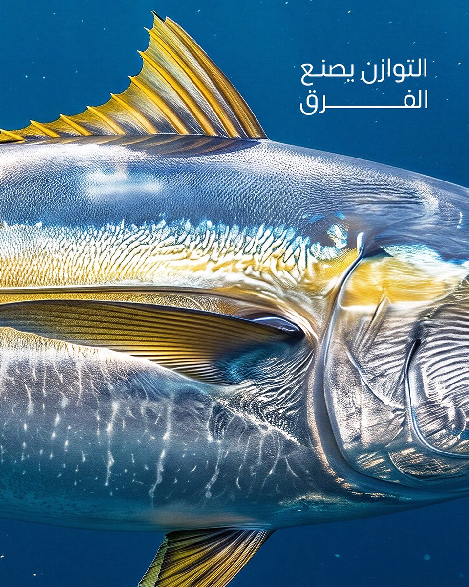 SWSDF | الاتحاد السعودي للرياضات البحرية و الغوص tweet media