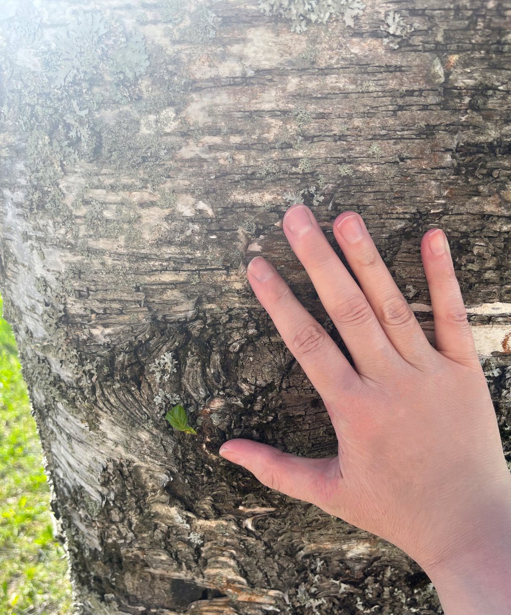 Spaceartby9u's tweet photo. Everyone can feel stressed sometimes....Nature is like medicine for the soul! Enjoy the simple but stunning beauty of all in nature, or why not hug a tree?🌿🌱🌳🌴🌹🌼❤️ #nature #tree #grounding #antistress https://t.co/2Luf6v8Ch4