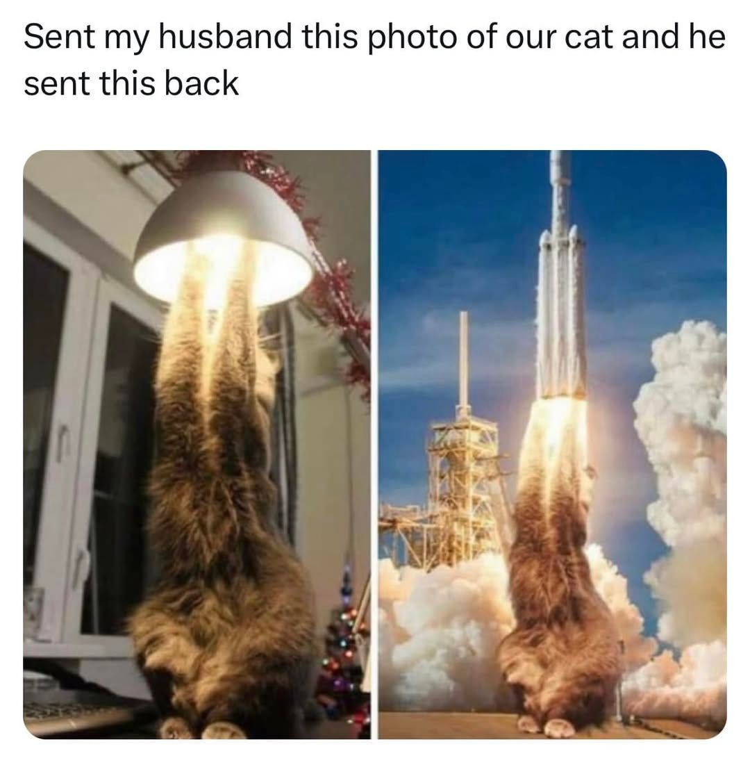 Cats and Kittens tweet media
