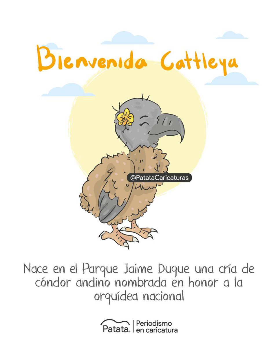 Patata Caricaturas tweet media