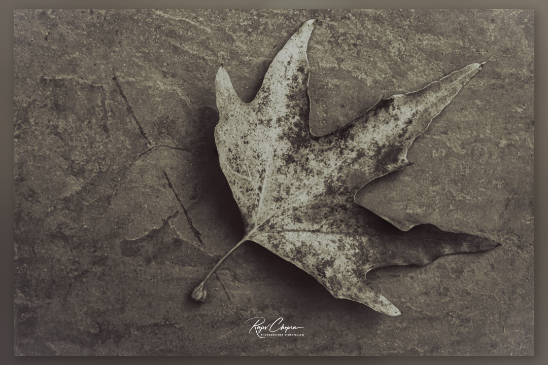 RC2208's tweet image. Charles Marville was a well-known photographer in the 19th century. He focused on photographing architecture. 
 He did not photograph leaves!
Still, a simulation of his style in DXP Film Pack. 
tidd.ly/3JyvRTd
 #vintage #leaves
FujifilmX100V