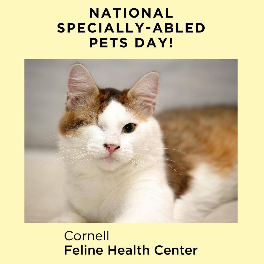 Cornell Feline Health Center tweet media