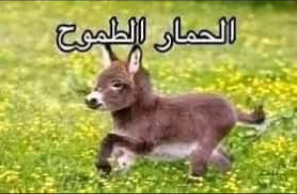 チ〇て|فوز tweet media