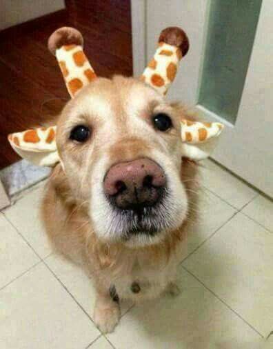 dog tweet media