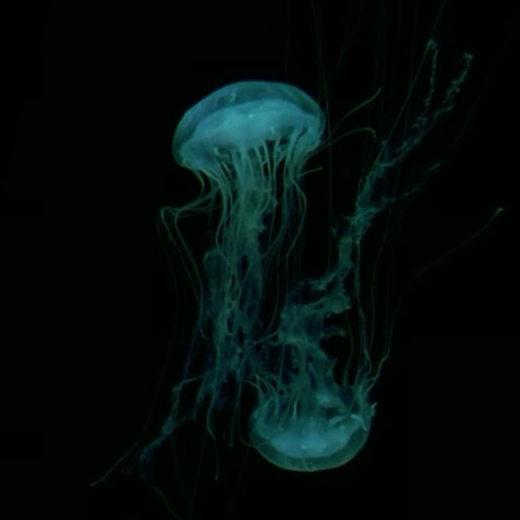 Blue Ocean tweet media