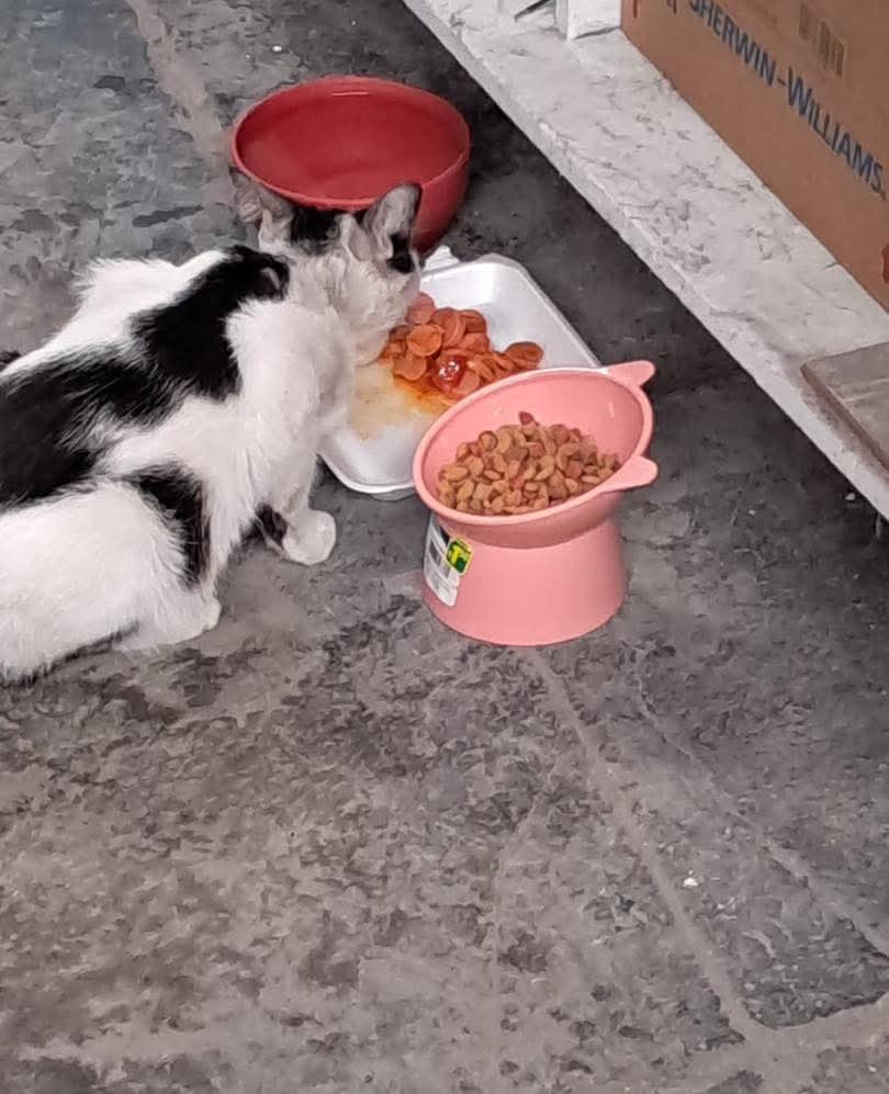 Una gatita fue encontrada abandonada en una bodega del centro de San Salvador. Su estado de salud no es el mejor, ya que presenta problemas en su piel, por lo que necesita ser tratada antes de poder ser esterilizada.

Gracias de corazón a Ana Caballero, quien fue la ganadora de