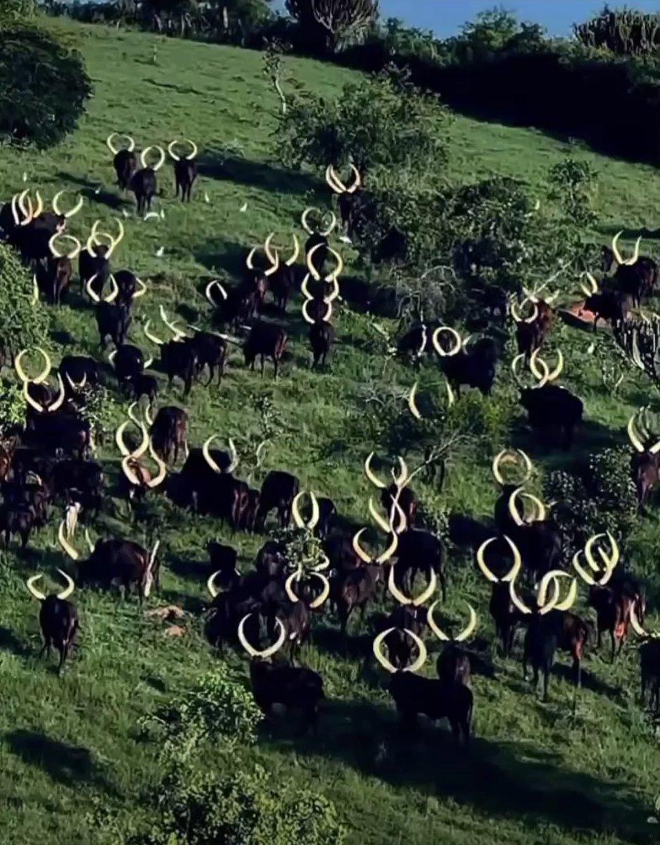 The most beautiful animals on earth