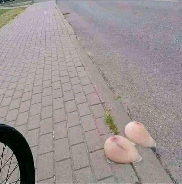 TuNichtGut 🕊🍉 tweet media