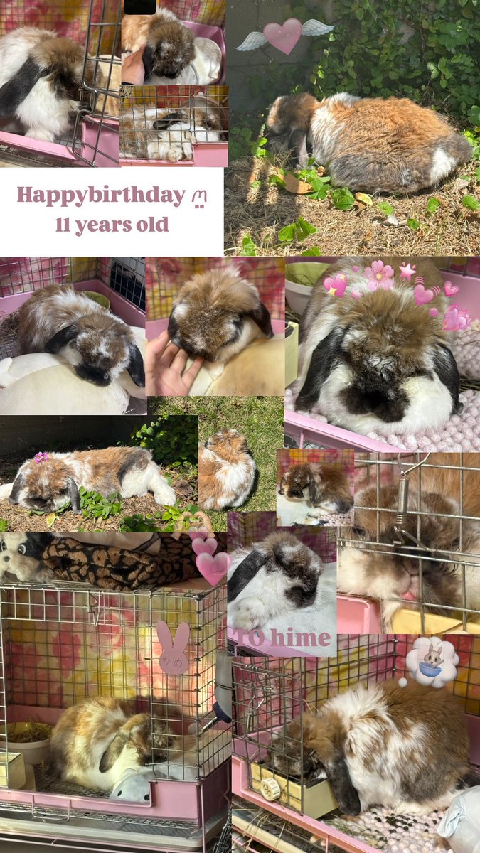 ひめちゃんHappyBirthday🫶🐰 この世で一番愛してる💗💗💗 ギネス