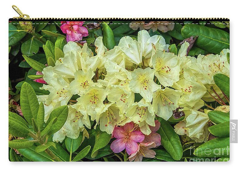 MarySharptonArt's tweet photo. "You're my yellow," ~ Uknknown

#Coldplay - #Yellow (Official Video)

https://t.co/YYy8OQEfRS

Rhododendron Cream Crest - The Gorge White House Art Print by #DianaMarySharpton #MarySharptonArt #yellow #Rhododendron #CreamCrest #washingtonstate https://t.co/usjtnnVvF1