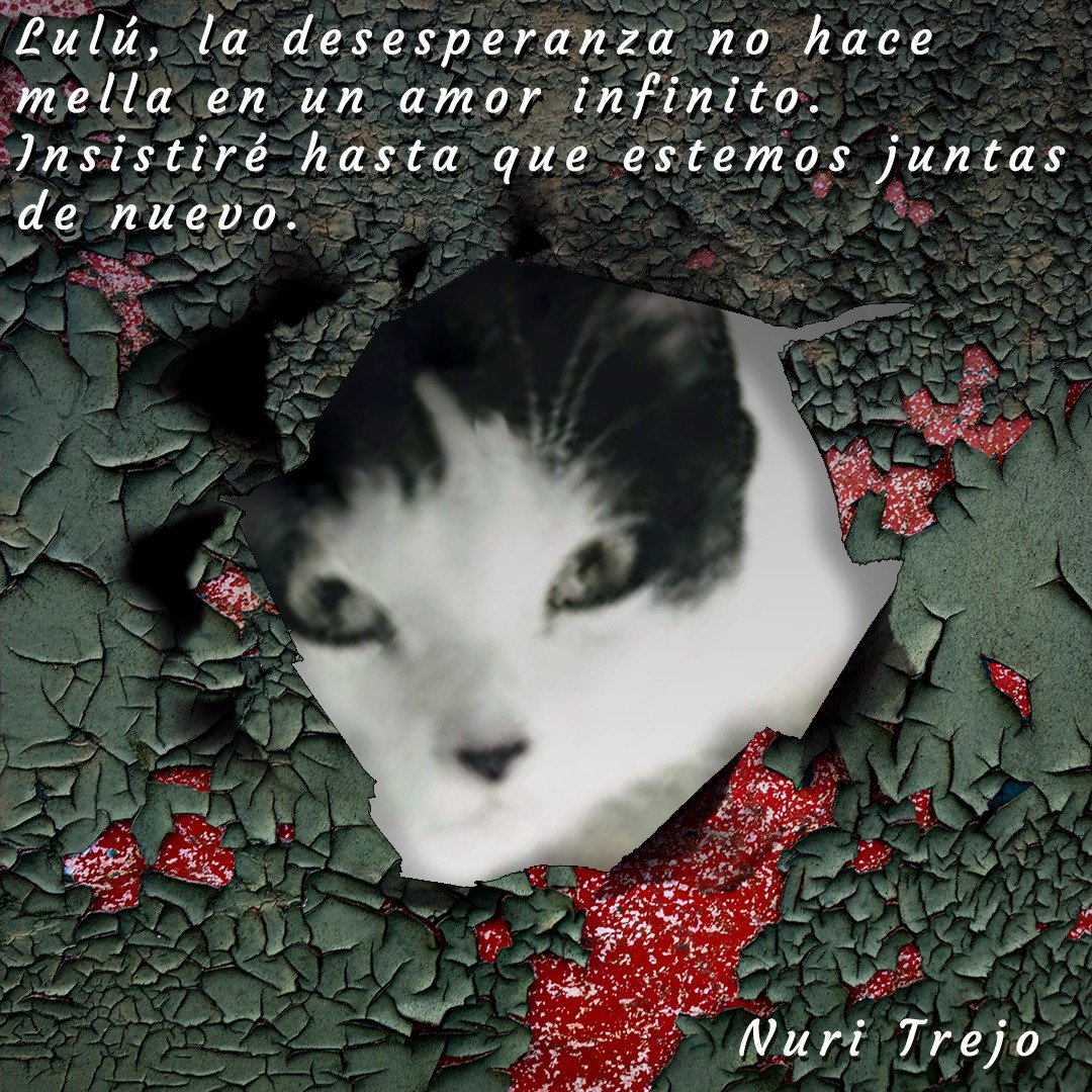 NuriTrejo's tweet image. #2May. La hora de #LuluSomosTodos. El #Amor no termina, se renueva y fortalece. Así también es la fe. Continúo contigo, 🖤 nos hacemos falta. En casa todos te extrañan. #LuluEsElMilagro. #Seguimos