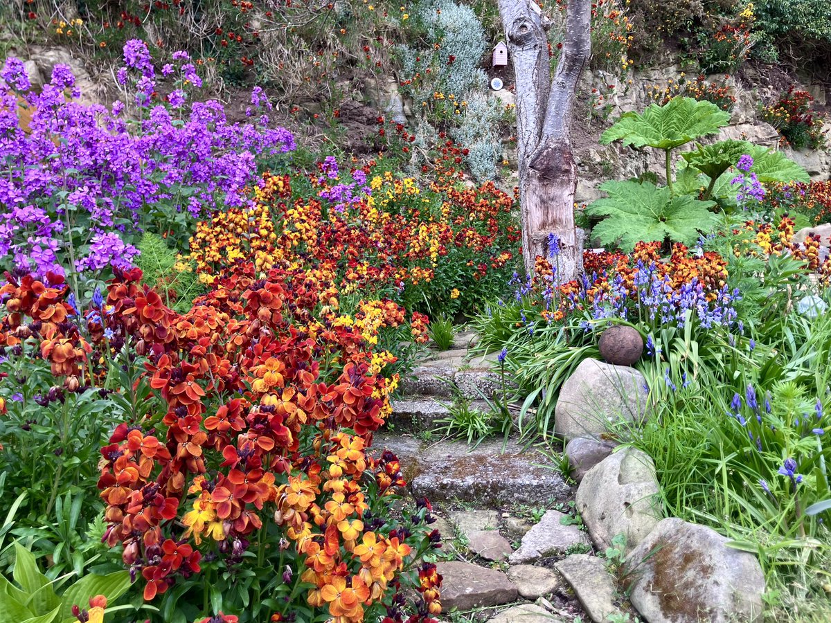 cloudymamma's tweet image. A wee look into my cottage garden - 

An amazing riot of colourful flowers Nature has planted… truly wonderful wildflowers 💐and very happy pollinators too! 🦋🐝

Native Bluebells💙
Purple Honesty💜
Stunning fragrant Wallflowers 💐

#wildflowers @BSBIbotany #Botany #Scotland