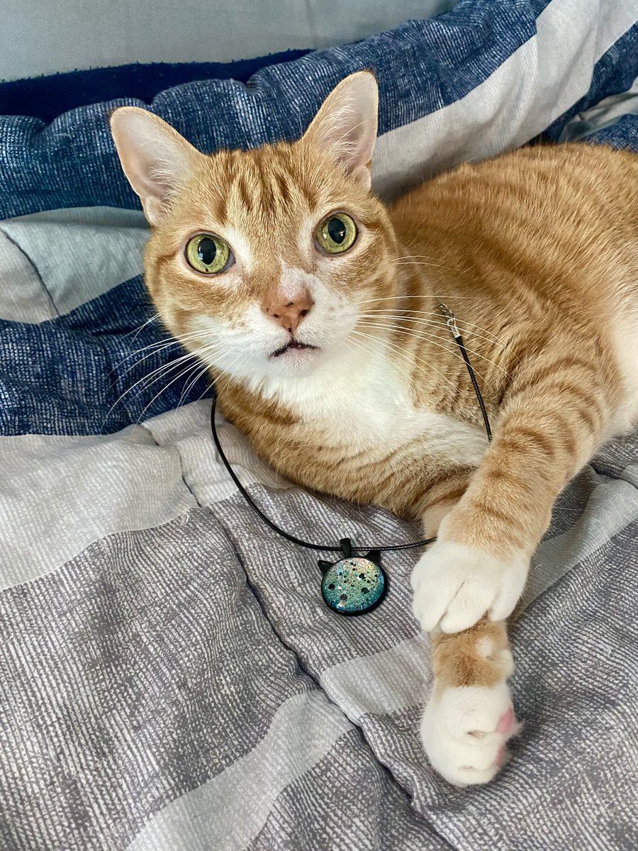 ColeTheBlackCat's tweet image. Marmalade would like you all to know that Jess is having a Meowther's Day Jewelry sale over on her Etsy store: etsy.com/shop/Accessora… 😯❤️

40% OFF EVERYTHING... including the adorable cat head necklaces he's modeling!! 😍

#MothersDayGifts #MothersDay #Jewelry #CatPeople #Cats