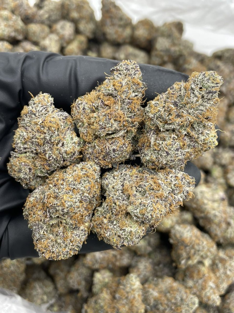 og_smoka's tweet image. Keep the day funky with some Strawberry Snowcone indoors 🍓🍧Colorful clean shaved frost covered buds with a dense &amp;amp; sticky cure! Bomb candy snowcone nose with exotic strawberry terps 💣 #420Community
#420Friendly
#CannabisCommunity
#StonerFam
#Mmemberville