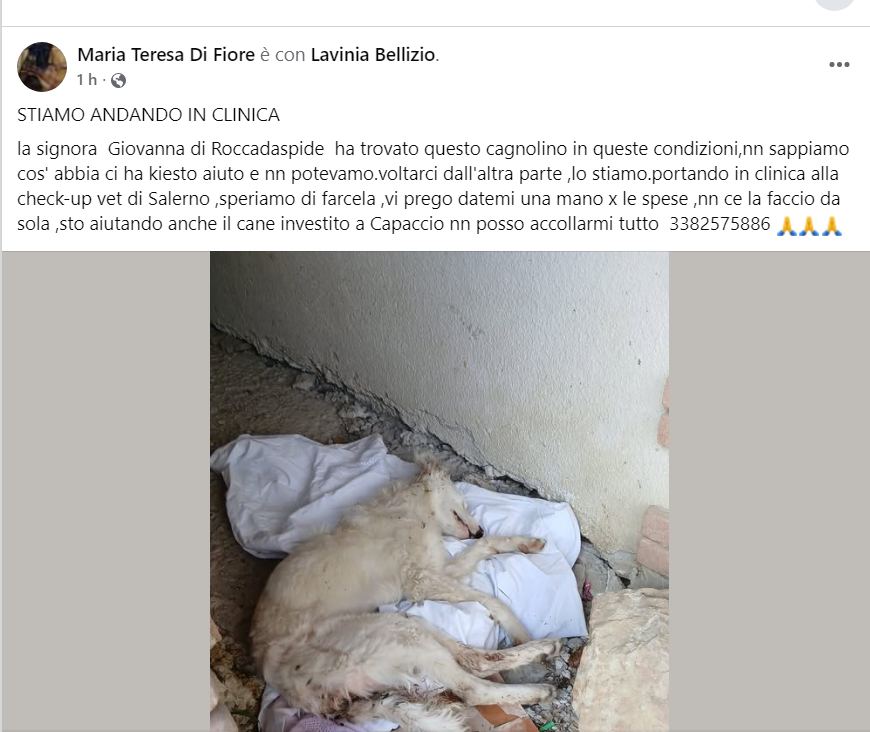 Qua la Zampa tweet media