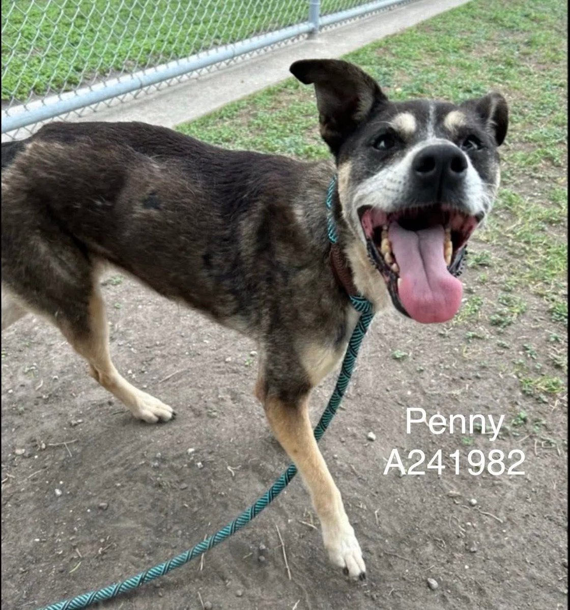 SamfromSpain's tweet image. How can anyone be so cruel as 2 dump a 12yo🐕⁉️
That’s just what happened 2 PENNY #A241982
Poor girl abandoned in her twilight yrs 2 loneliness &amp;amp; possible death @ Corpus Christi AC!
Must get her free &amp;amp; into loving arms 2 live the rest of her days in ☮️ 
Plz PLEDGE
#RESCUE
#ADOPT