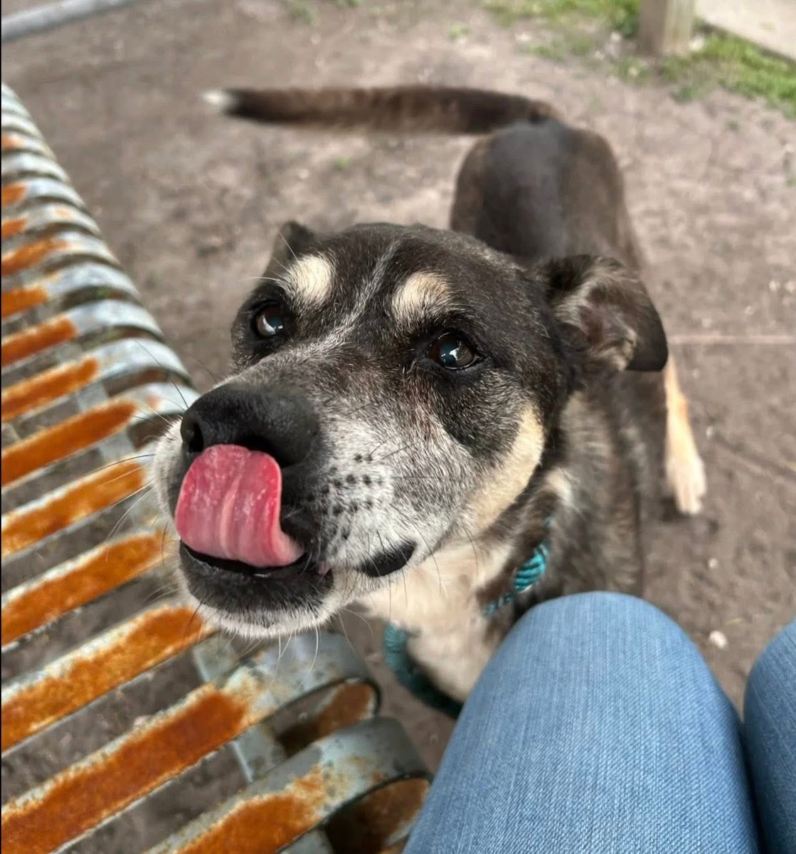 SamfromSpain's tweet image. How can anyone be so cruel as 2 dump a 12yo🐕⁉️
That’s just what happened 2 PENNY #A241982
Poor girl abandoned in her twilight yrs 2 loneliness &amp;amp; possible death @ Corpus Christi AC!
Must get her free &amp;amp; into loving arms 2 live the rest of her days in ☮️ 
Plz PLEDGE
#RESCUE
#ADOPT