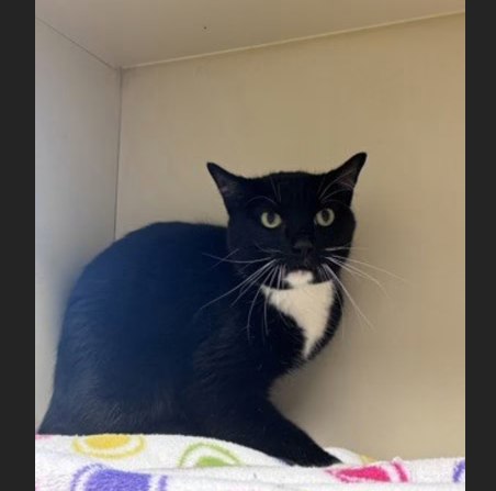 HollywoodDogs's tweet image. Luciana, a 3-year-old tuxedo cat at a full shelter in #Chamblee, #GA, needs a forever home, a foster home, or rescue adoptapet.com/pet/47890181-c… #URGENT #tuxedocat #blackandwhitecat #AdoptableCatofDay 🐈‍⬛