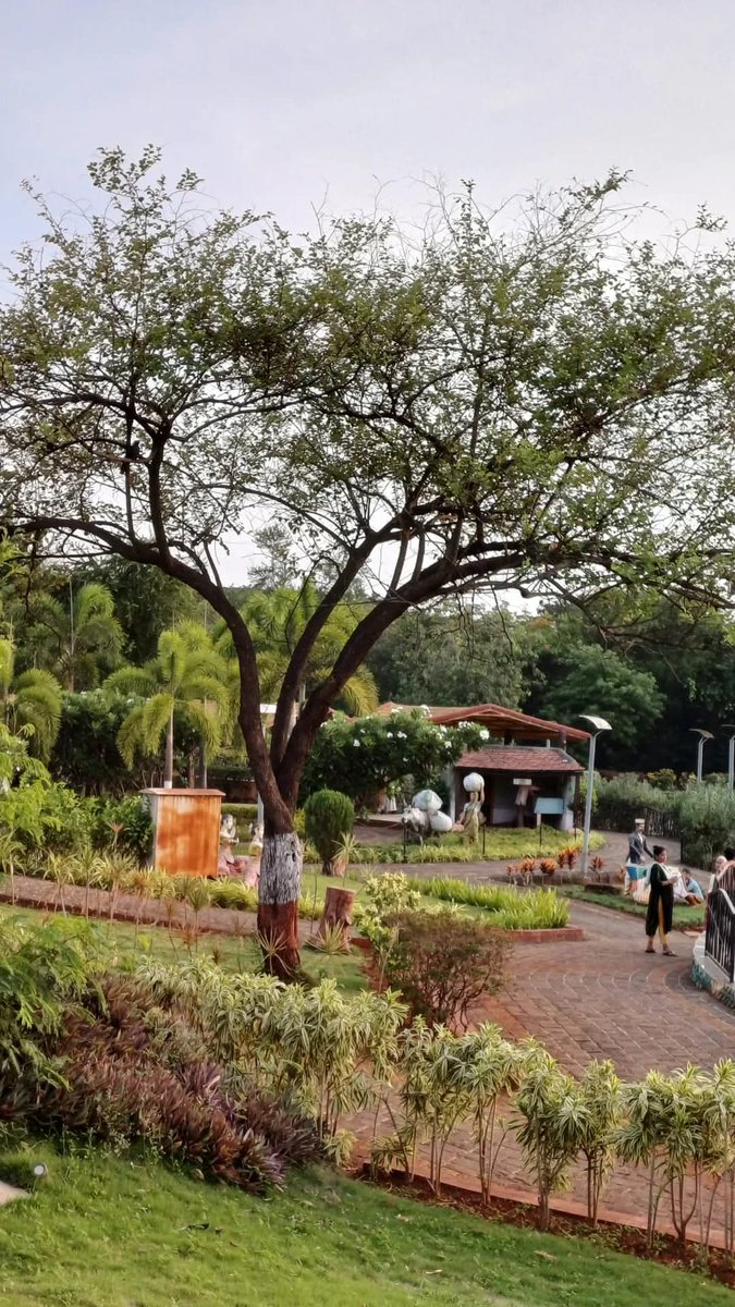 SonamDo16080271's tweet image. Few pictures when working at Mumbai, lived nearby a beautiful vintage locality in Andheri, also a walk a by path from Kozhikode housing. #throwback