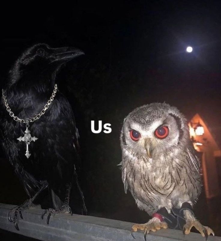 Crow tweet media