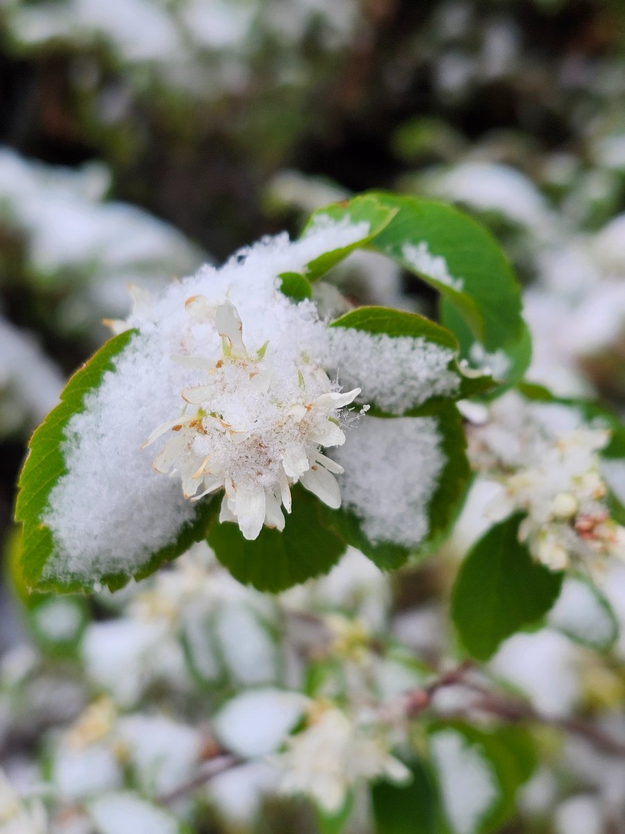 GregLionhart's tweet image. #Spring #Snow #Flowers #Hiking #MyPhoto #Photography