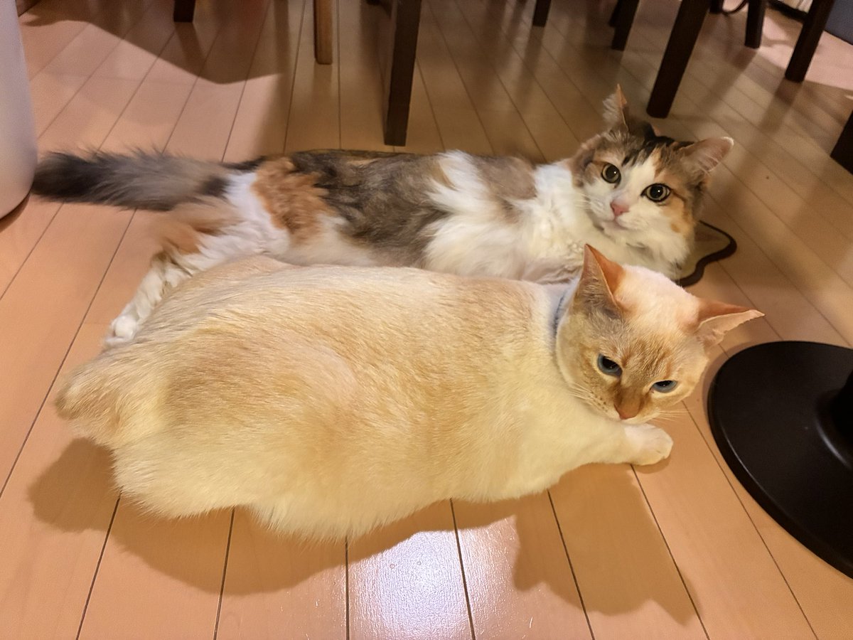 ユチとら tweet media