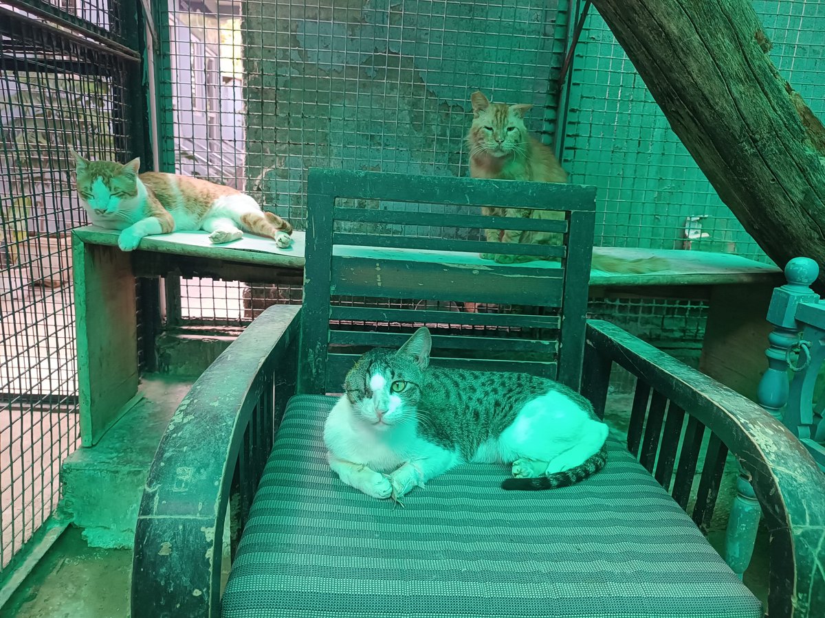 VPrabhansh's tweet image. Visited Friendicoes SECA in GGN! 🐶🐱Impressive animal welfare NGO with ambulance, OPD &amp;amp; shelter. Met Dr. Abhishek, Geeta &amp;amp; Mandy.
As an inbound travel pro, I see great scope for responsible tourism collaborations.Huge respect to the team! ❤️#ResponsibleTourism #animalwelfare