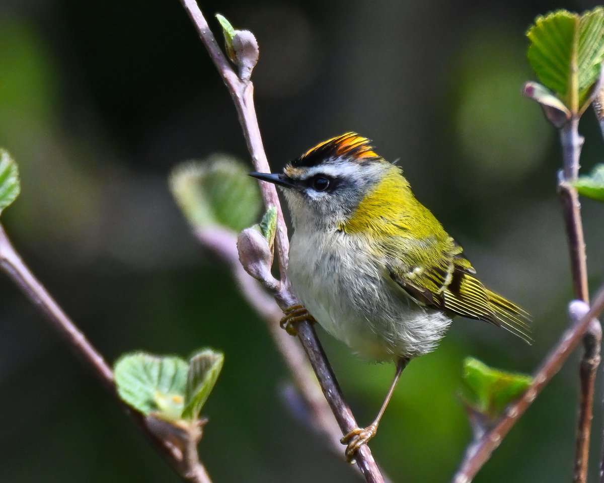 CactusFrankS's tweet image. Just a few more photos of the Firecrest from the other day, because why not?! #BirdsSeenIn2026 #TwitterNatureCommunity #birdwatching #birdphotography