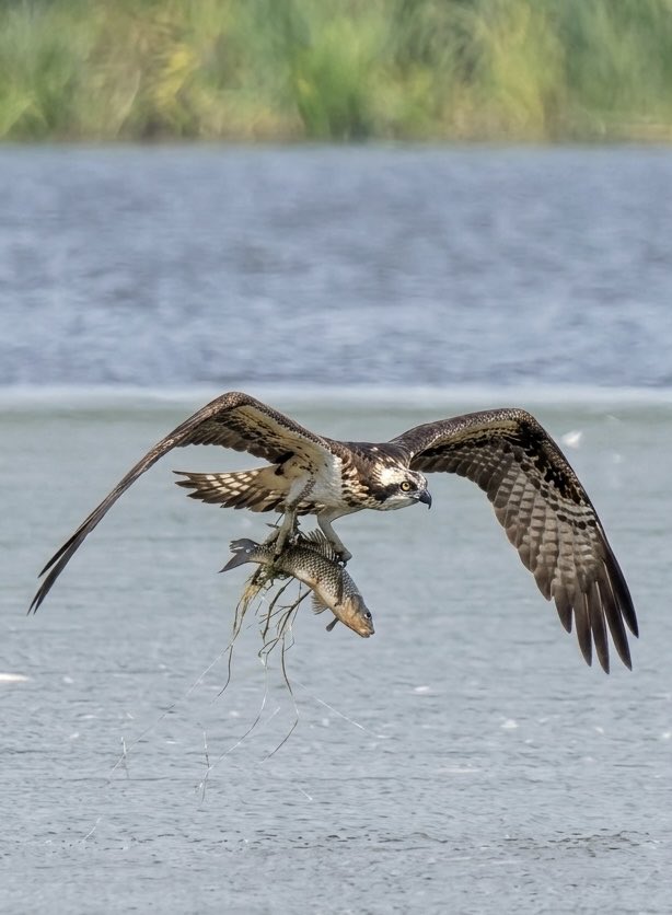 Wildlife_Fotos's tweet image. Fischadler on Tour 🐟👏 #bird #BirdsOfTwitter #wildlifefotografie #birdoftheday #nature #vogel #fischadler