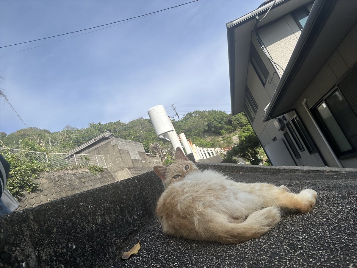 koukurii's tweet photo. 佐賀県行ってきた🏝️🐈にゃんちゃんいっぱい。もっと長居したかったな https://t.co/fGXuicUrf1