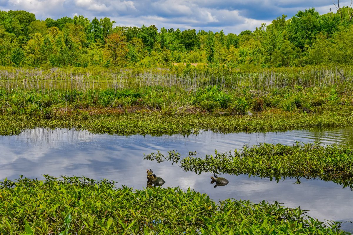 ByTheBayPhotos's tweet image. Spring day at Tuckahoe State Park.

#TuckahoeStatePark #Delmarva #Maryland