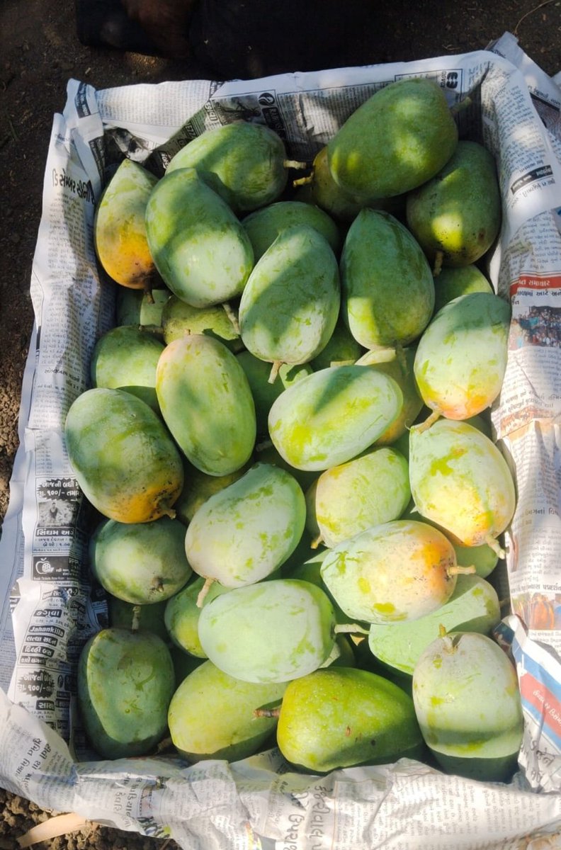 vedikag_joshi's tweet image. Kesar Mango 

#farm #fresh #kesar #mango 
#ojasorganicfarm