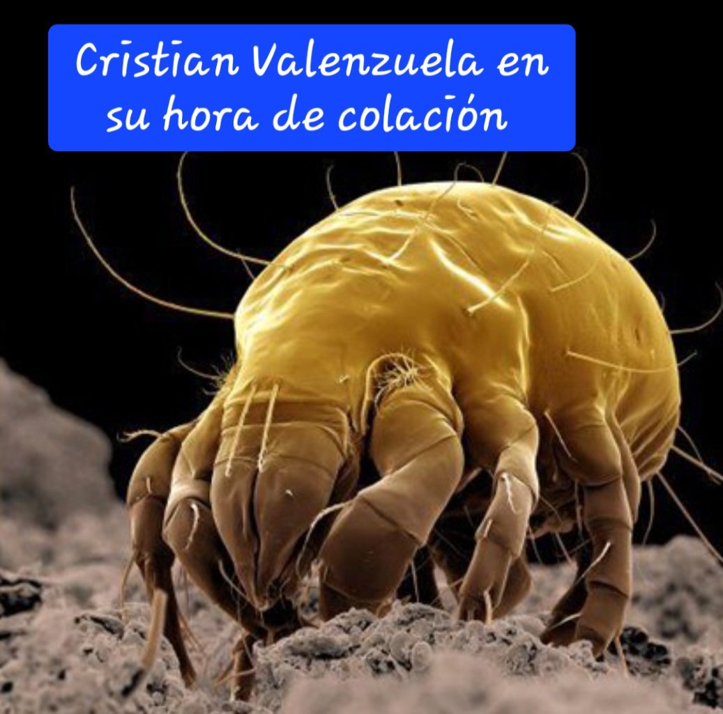 Luis Layera tweet media