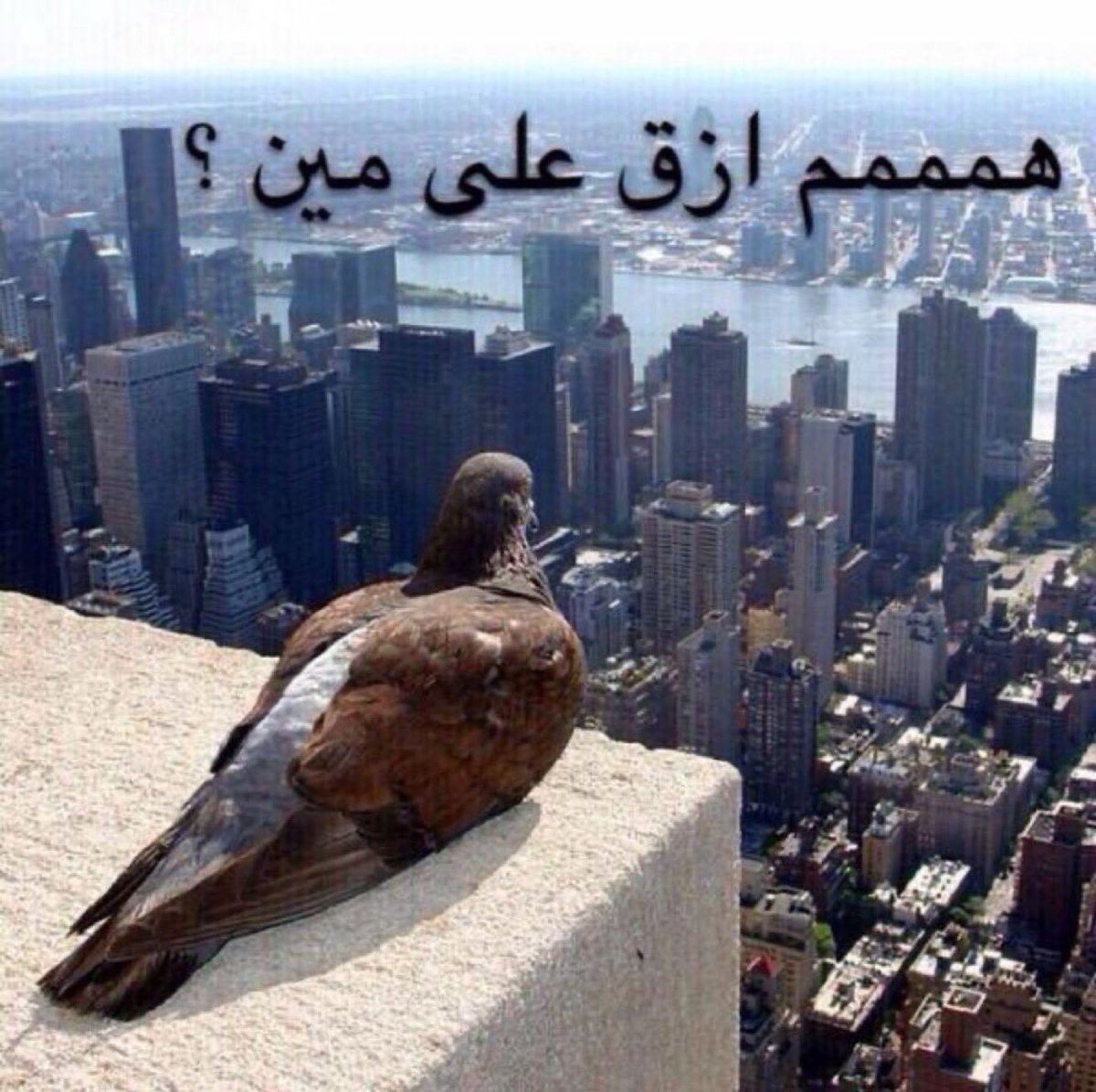 𝑴𝑶𝒁𝑨𝑴𝑬𝑳 tweet media