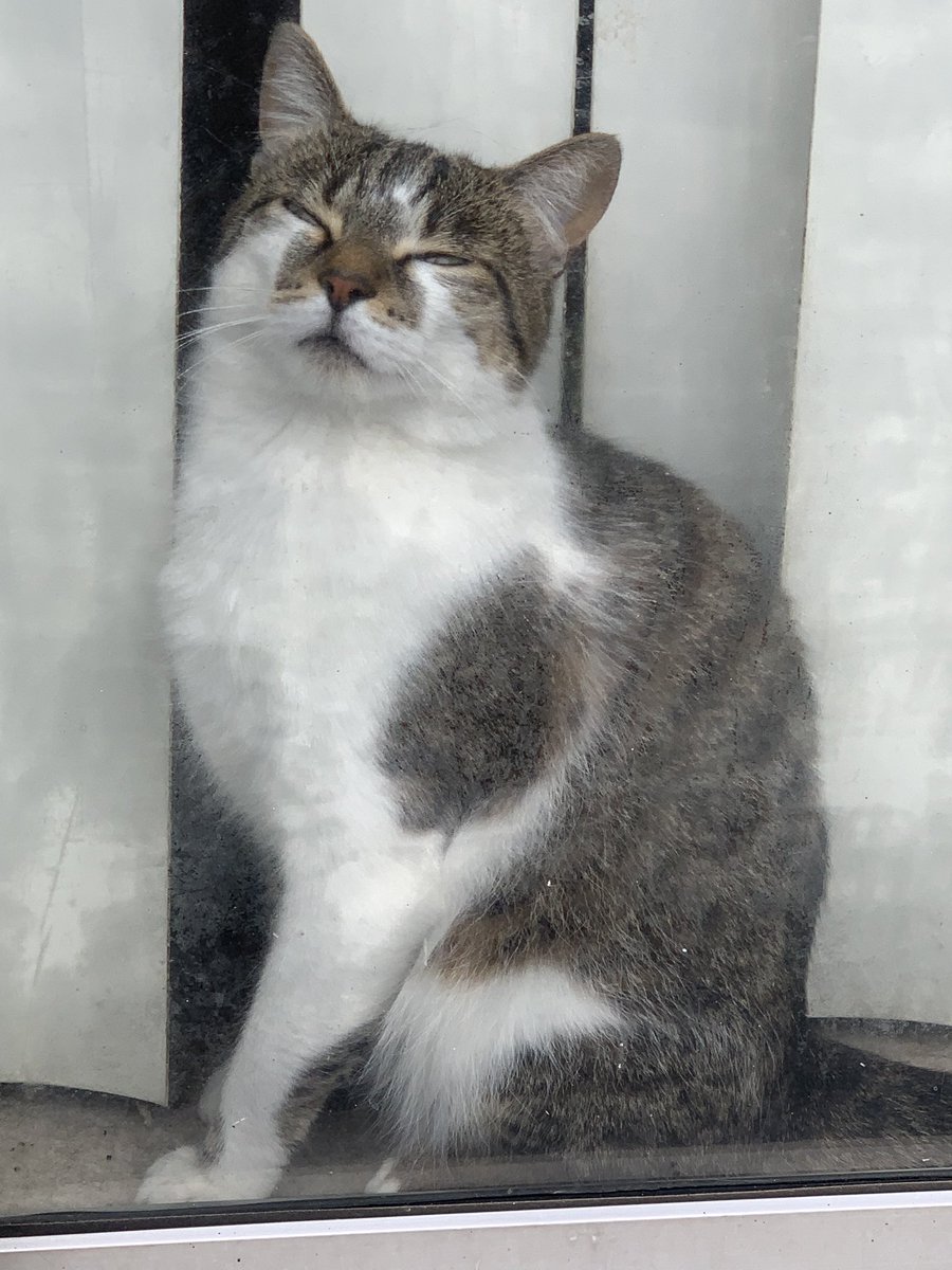 size5Choos's tweet image. Soaking in every bit of his #Caturday 
#CatsOfTwitter