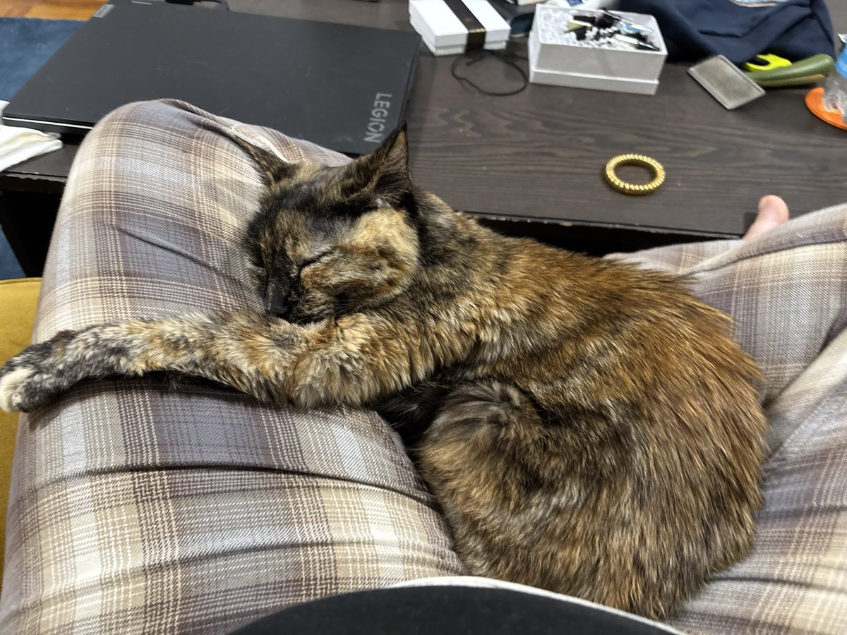 dowagergoblin's tweet photo. all lap of mum for Maya https://t.co/FoDwbBCbDz