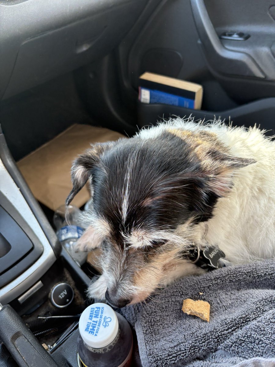Wait for me at the end of the rainbow bridge, my friend… all my tears are for you