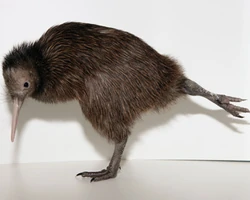Kiwi tweet media